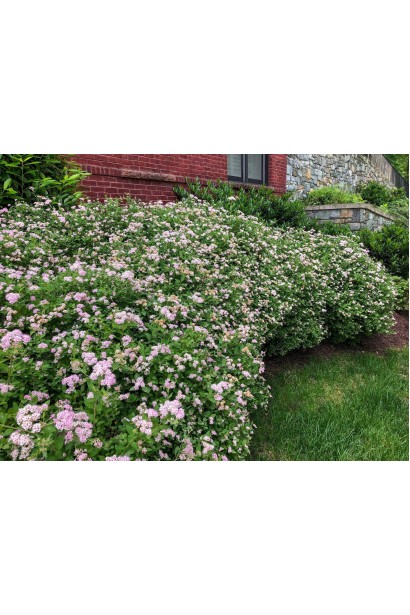 Спірея японська Літл Принцесс (рожева)